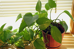 Learning from Houseplants