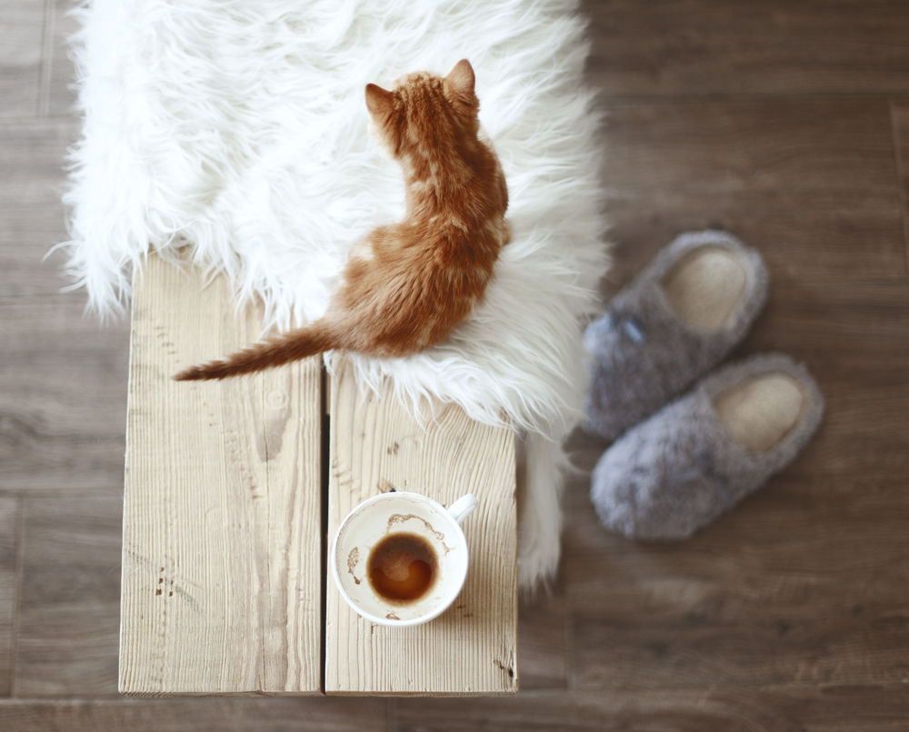 kitty, tea, and slippers