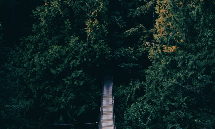 nature-walks-bridge trees