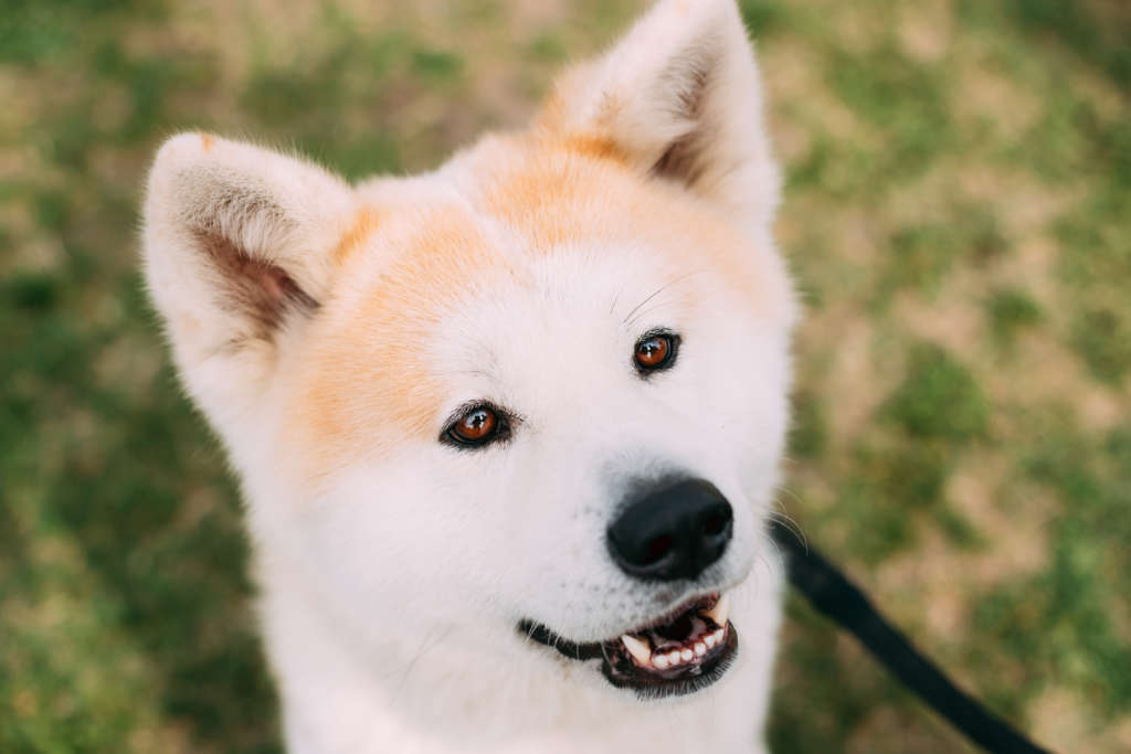 The World's Most Loyal 5 Dog Breeds you have to check out!